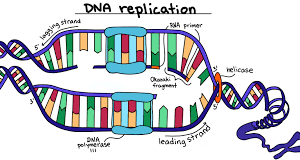 المحاضرة التاسعة ( تضاعف الـ DNA )