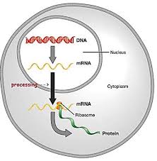 المحاضرة العاشرة - مراجعة عامة عن الـ DNA  المادة الوراثية وتناسخ الـ DNA