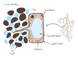 المحاضرة الحادية عشر ( بنية النبات - الجذور والسوق والاوراق )