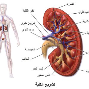 المحاضرة الثانية " مراجعة عن الغدد الضماء + الجهاز الاخراجي "