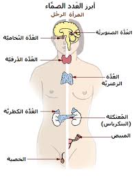 المحاضرة الأولى ( الغدد الصماء )