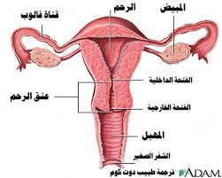 المحاضرة الثامنة ( التكاثر في الانسان )