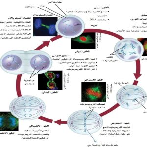 المحاضرة الثانية - التكاثر الخلوي