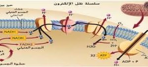 المحاضرة الرابعة - الطاقة الخلوية