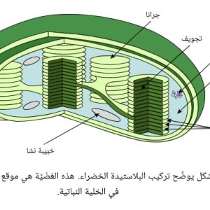 المحاضرة الخامسة مراجعة التقويم الاول - الاحياء - 11 متقدم