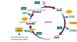 المحاضرة السادسة " مراجعة الطاقة الخلوية " 11 متقدم احياء
