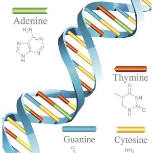 المحاضرة العاشرة - المادة الوراثية هي DNA