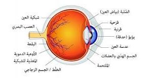 المحاضرة السابعة - الدرس الثالث الجهاز العصبي - الصف التاسع الاحياء