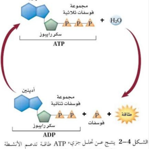المحاضرة الثانية - " الطاقة الخلوية " - 12 متقدم - احياء - مجموعة B