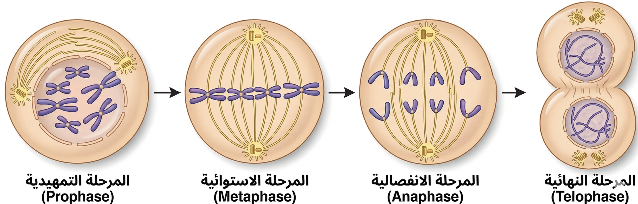 المحاضرة الثانية – الدرس الثاني من التكاثر الخلوي ” الانقسام المتساوي M – ” احياء – 9 متقدم “
