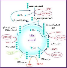 المحاضرة الخامسة ” التنفس الخلوي ” المجموعة B الصف الثاني عشر متقدم