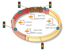 المحاضرة الرابعة ” مراجعة التكاثر الخلوي ” الاحياء – 9 المتقدم
