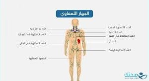 المحاضرة الثامنة " الدرس الثاني جهاز المناعة- 12 متقدم - مجموعة B
