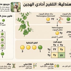 المحاضرة الاولى - الوراثة المندلية - الأحياء - 12 متقدم