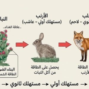 المحاضرة الاولى " الطاقة الخلوية " احياء الحادي عشر المتقدم