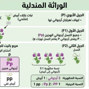 المحاضرة الثانية - " الوراثة المندلية 2" - أحياء - 12 متقدم