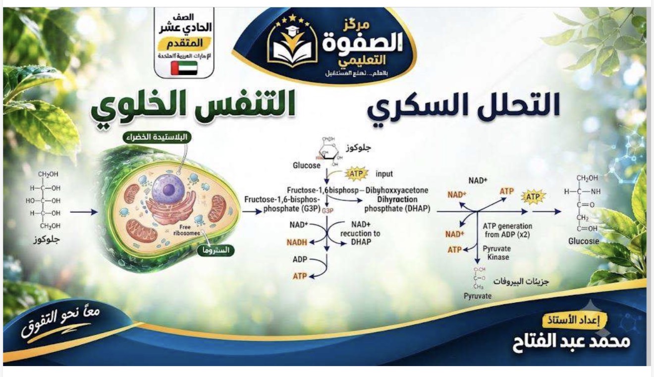 المحاضرة الخامسة ” التنفس الخلوي _ التحلل السكري “- الاحياء – 11 متقدم