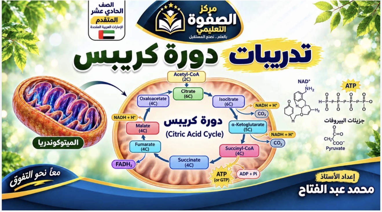 المحاضرة السادسة ” دورة كريبس ” الاحياء – 11 متقدم