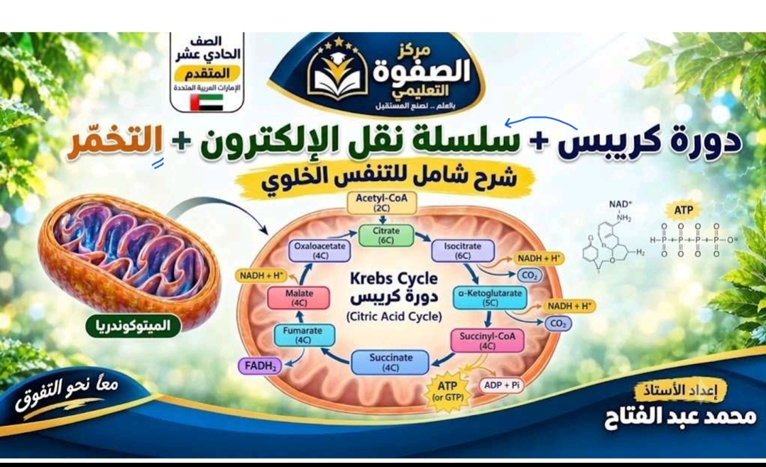 المحاضرة السابعة ” دورة كريبس +سلسلة نقل الالكترون + التخمر ” – الاحياء – 11 متقدم